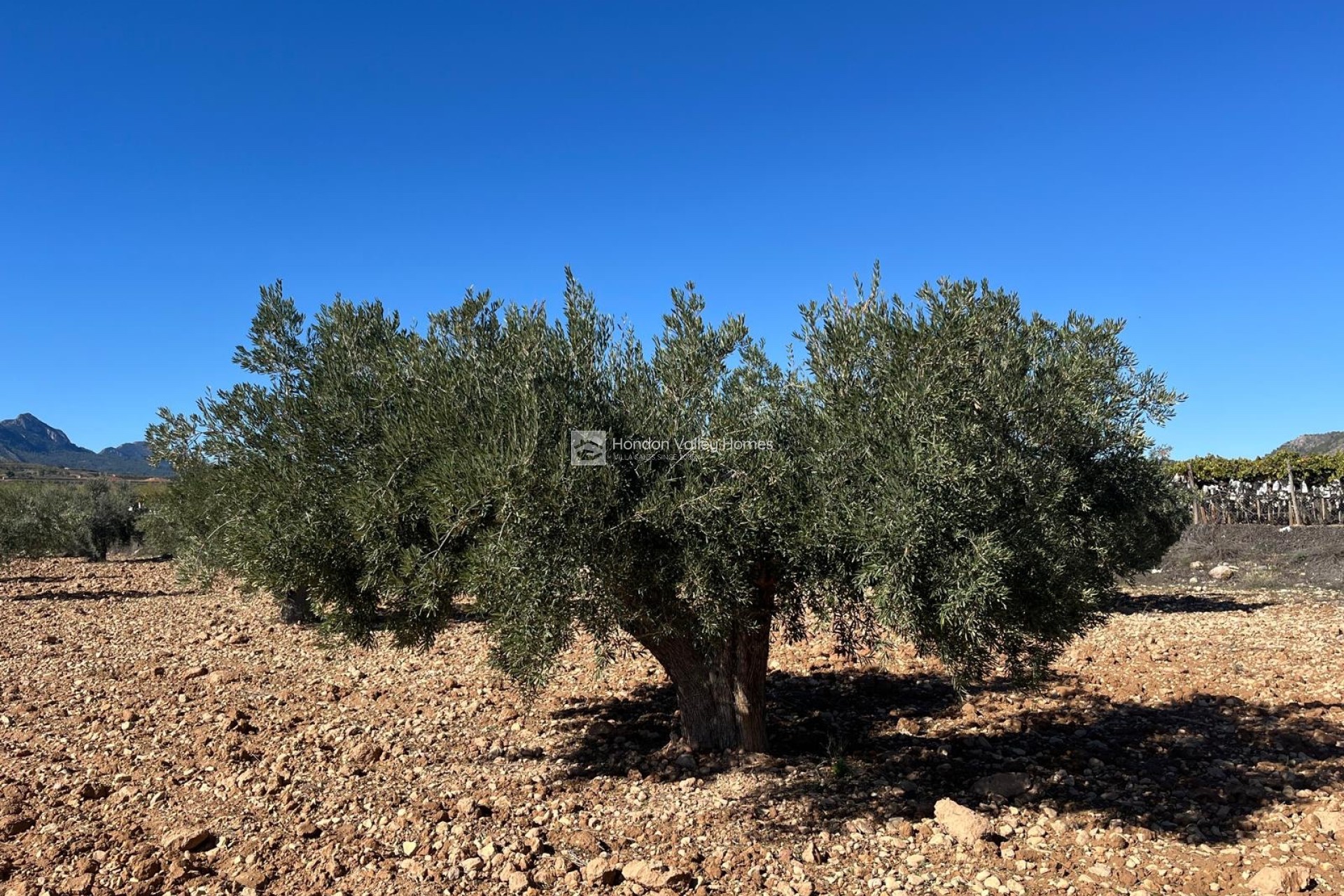 Herverkoop - Plot - Land - La Romana