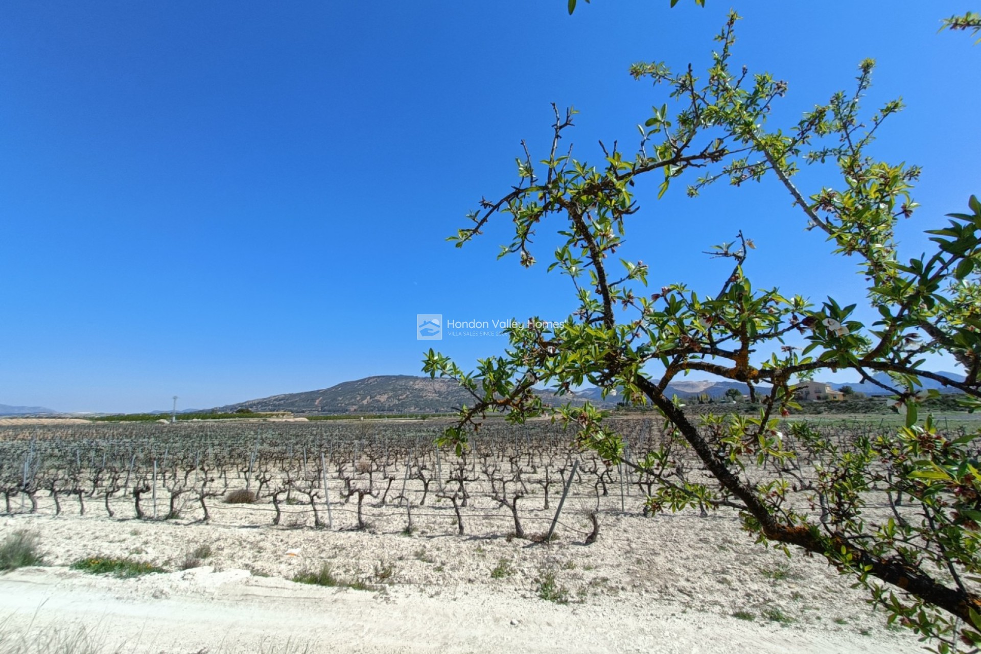 Neubau / In Entwicklung - Villa - Pinoso