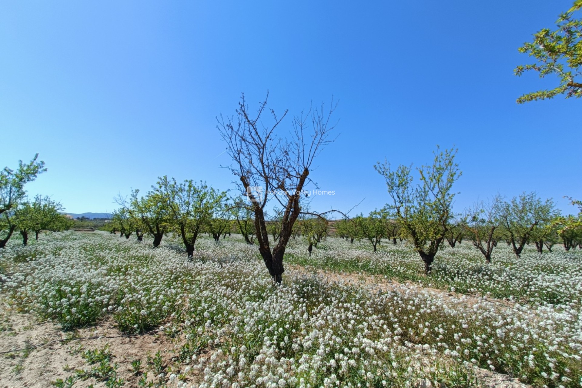 Obra Nueva / En Proyecto - Villa - Pinoso