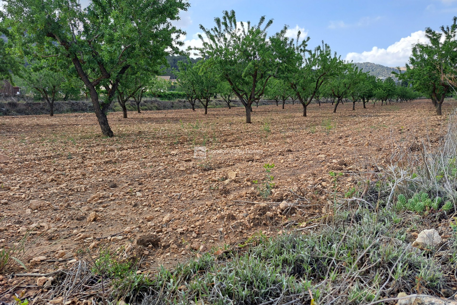 Wiederverkauf - Grond - Pinoso
