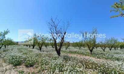 New Build / Off-Plan - Villa - Pinoso